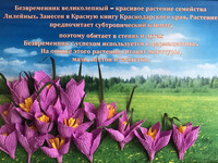 Цветы Кавказа