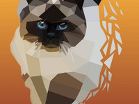 кот