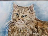 Кот