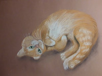 Кот