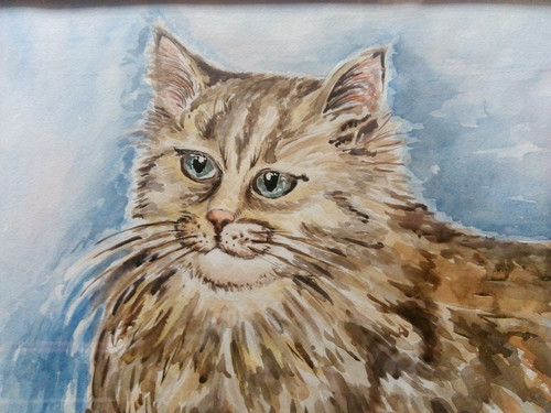 Кот