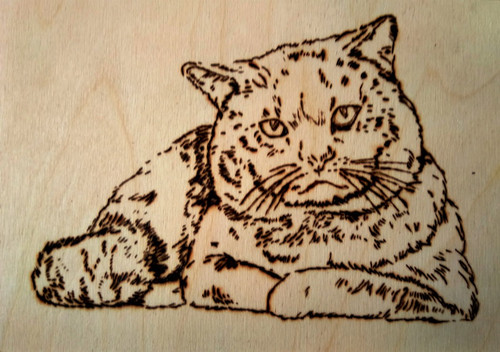 Кошка