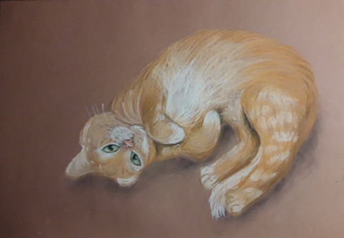 Кот